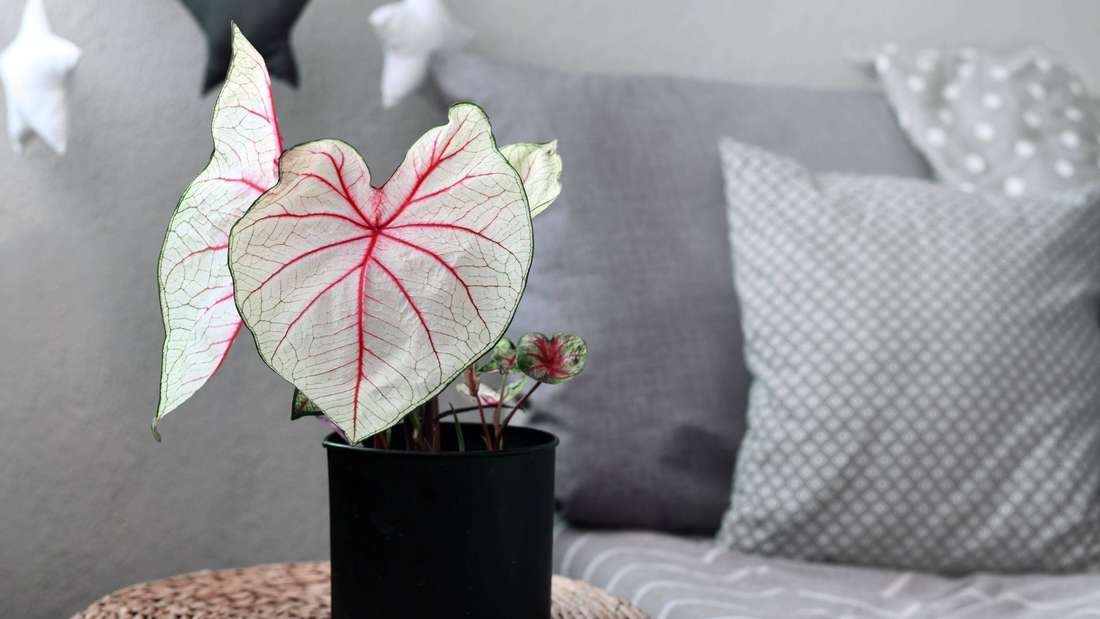 Foglia di Caladium con venature rosa